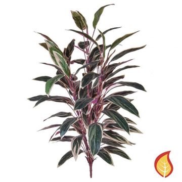 85cm Plants Caladium Bush Green/Pink (Fire Resistant)