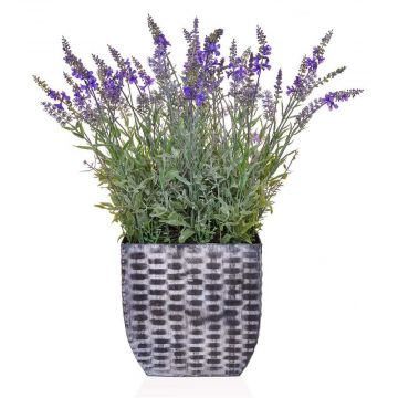 Lavender in Trough - 60cm