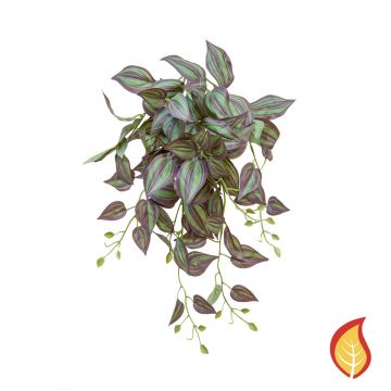 55cm Plants Tradescantia Purple (Fire Resistant)