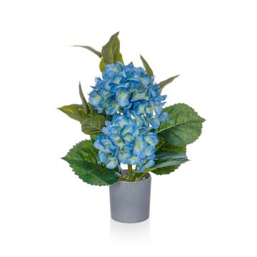 45cm (1.5ft) Hydrangea Blue in Grey Pot