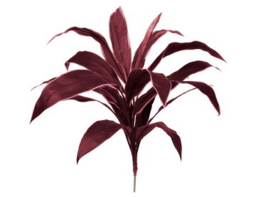 62cm Plants Base Cordyline Burg
