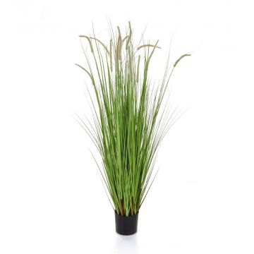 180cm Dogtail Grass E with pot (Fire Resistant) 