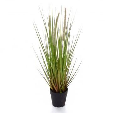 52cm Dogtail Grass with Pot