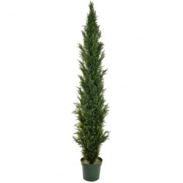 210cm (7ft) Topiary Cedar Mini Pine