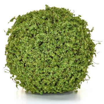 25cm Topiary Ball Moss / Twig - Green