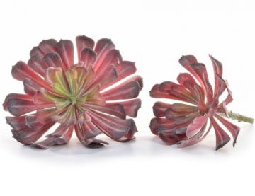 17cm x 19cm Succulent Red Plant