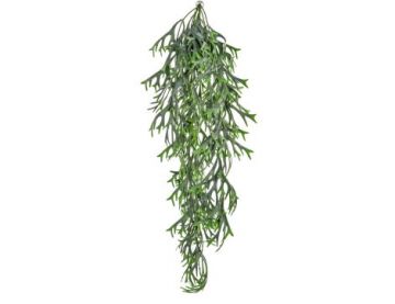 80cm (2.5ft) Staghorn Hanging