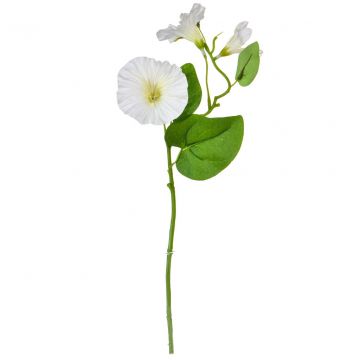 25cm Flowering Morning Glory - White