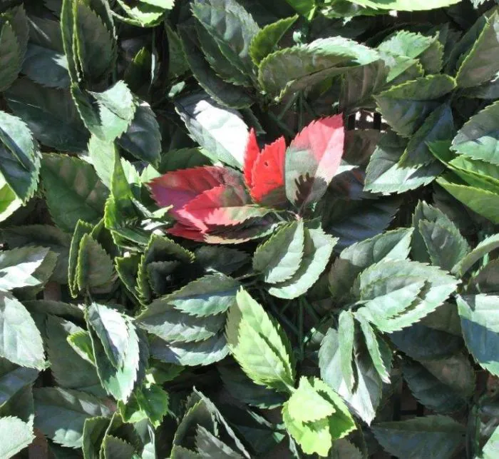 100cm x 100cm PE American Beech Hedge Cover