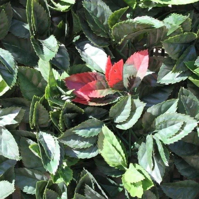 1m x1m PE American Beech Hedge Cover