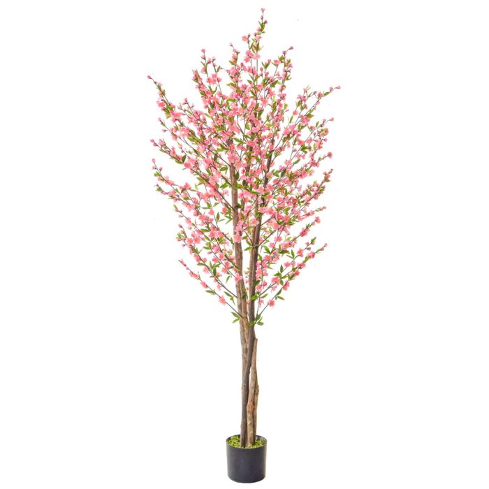 210cm (7ft) Cherry Blossom with Natural Tree Trunk - Pink main product photo