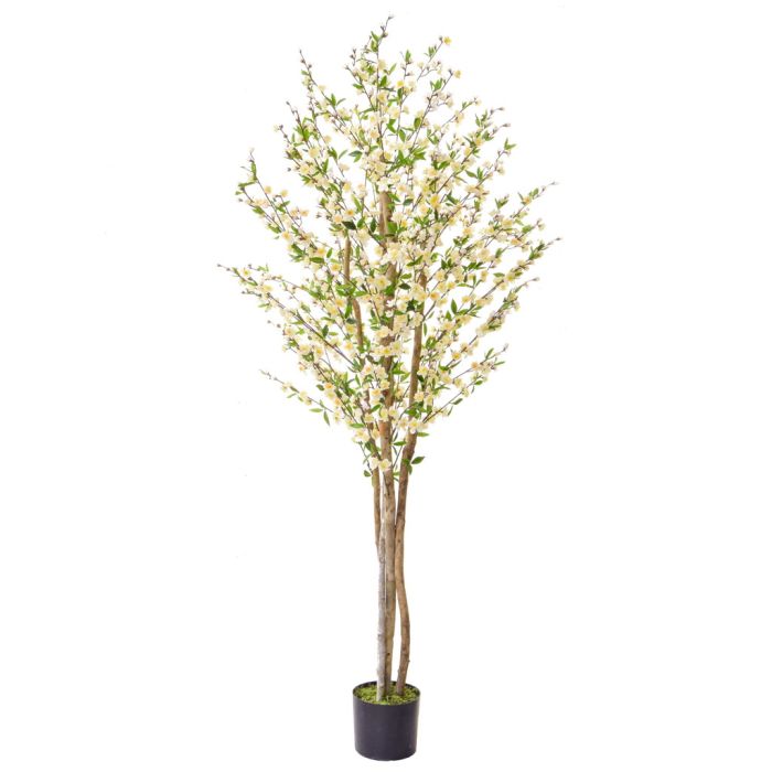 210cm (7ft) Cherry Blossom with Natural Tree Trunk - White main product photo
