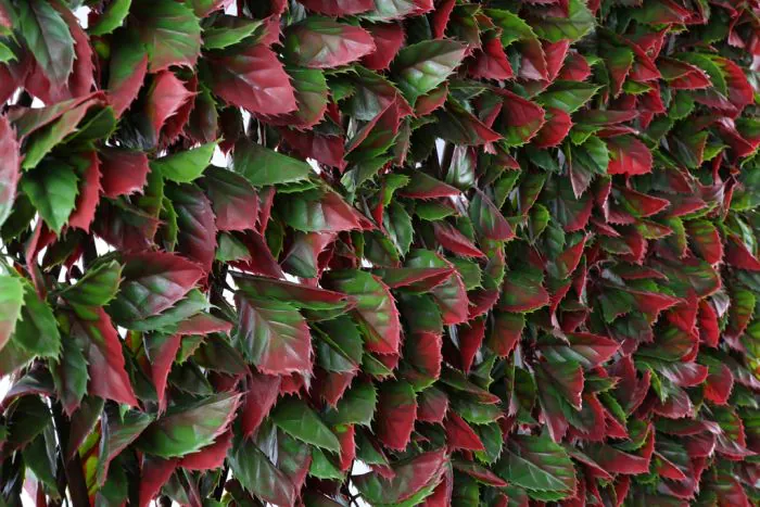 100cm x 200cm Red Variegated Beech Trellis