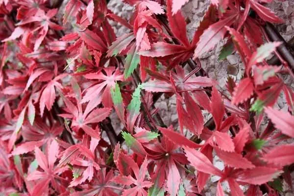 100cm x 200cm Red Acer Trellis