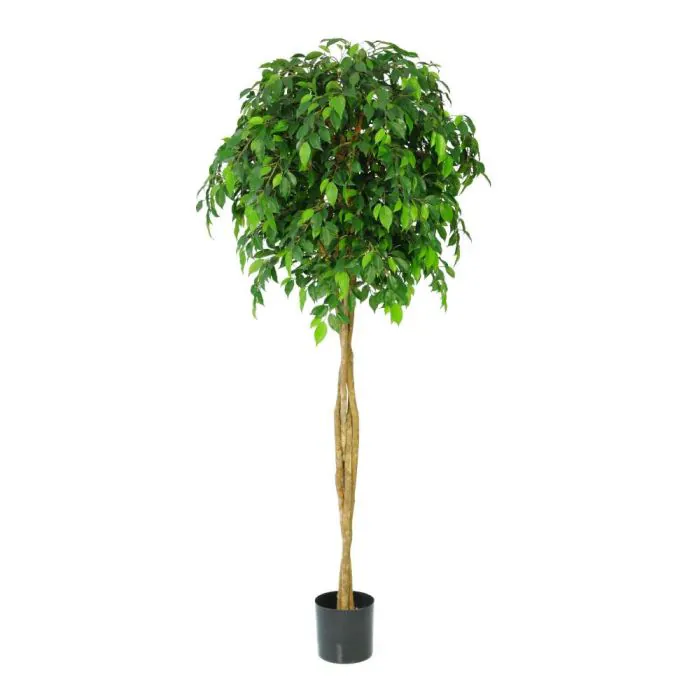 150cm Natural Tree Trunk Ficus Natasha Topping