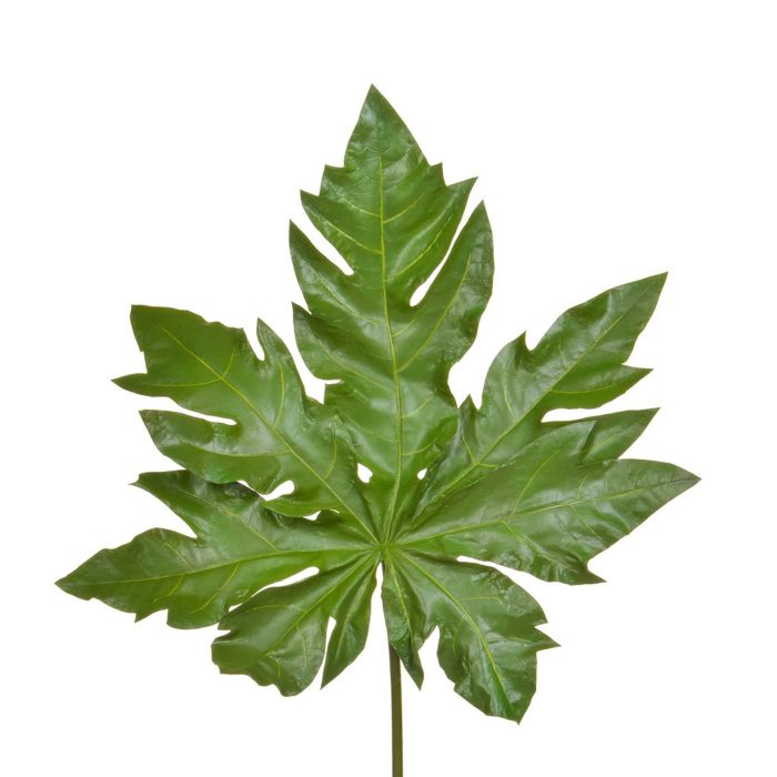 3.5ft (105cm) Leaf Papaya main product photo
