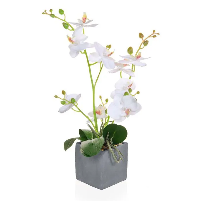 Phal Orchid White In Slate Pot
