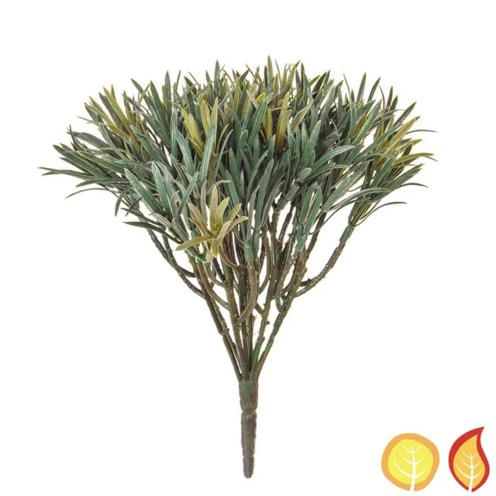 Plants Base Podocarpus in Green - 20cm