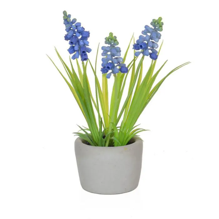 23cm (1ft) Hyacinth in Cement Pot - Blue