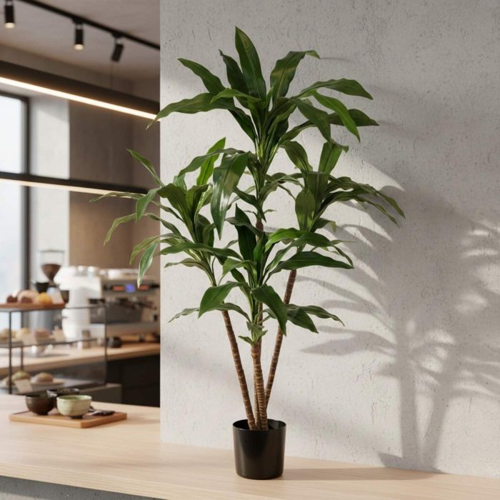 Green Dracaena (60cm) main product photo