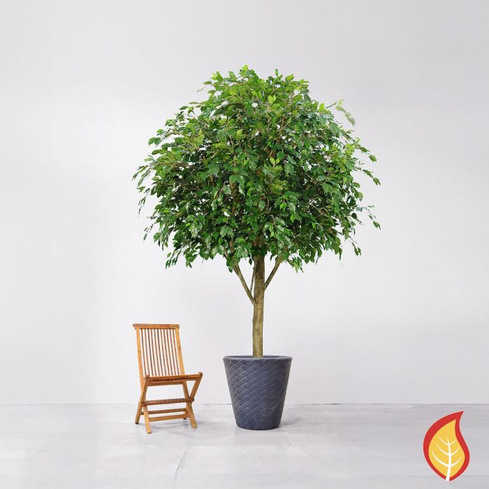 300cm Ficus Exotica (Fire Resistant) main product photo
