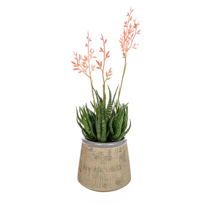 Flowering aloes in beige pot (37cm)
