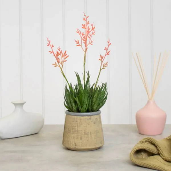 Flowering aloes in beige pot (37cm)