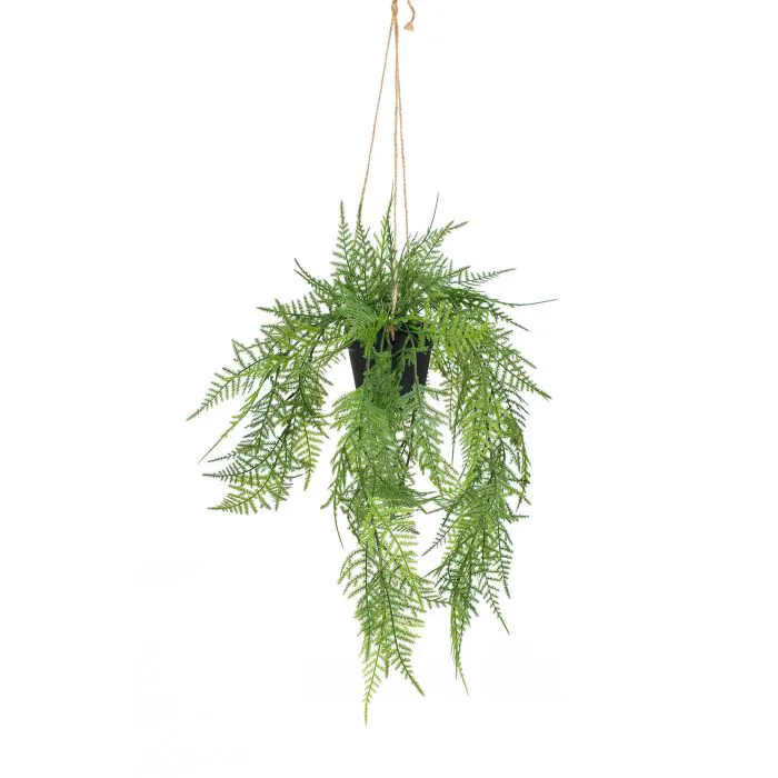 50cm Trailing Fern in Black Pot 50cm Trailing Fern in Black Pot