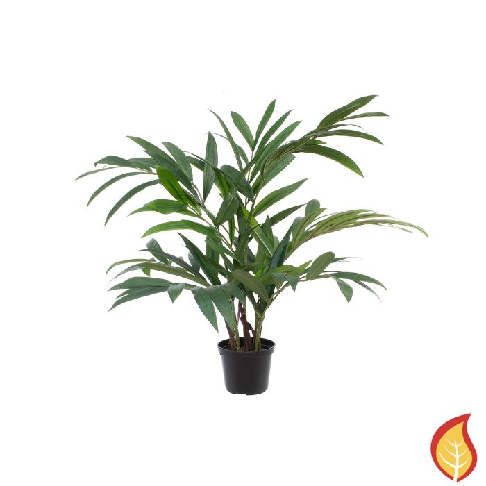 45cm Plants Parlour Palm (Fire Resistant) main product photo
