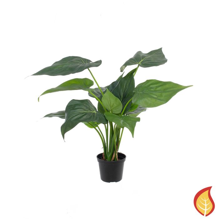40cm Plants Alocasia Cucullata (Fire Resistant) main product photo