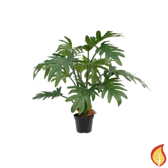 43cm Plants Philodendron Selloum (Fire Resistant) main product photo