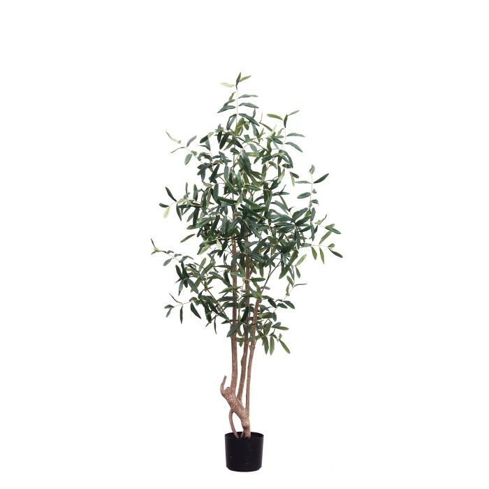 5ft (150cm) Olive Tree main product photo