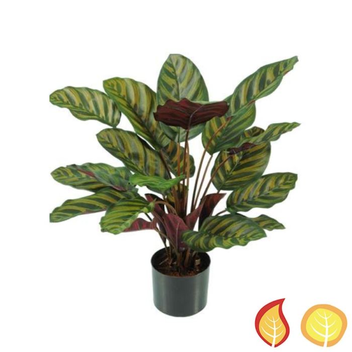 58cm Plants Base Potted Calathea Makoyana (Fire Resistant and UV Protected) main product photo