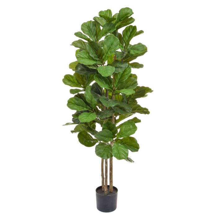 150cm Natural Tree Trunk Fiddle Tree main product photo