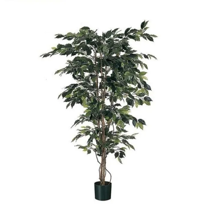 3ft (120cm) Potted Ficus Tree (UV Protected)