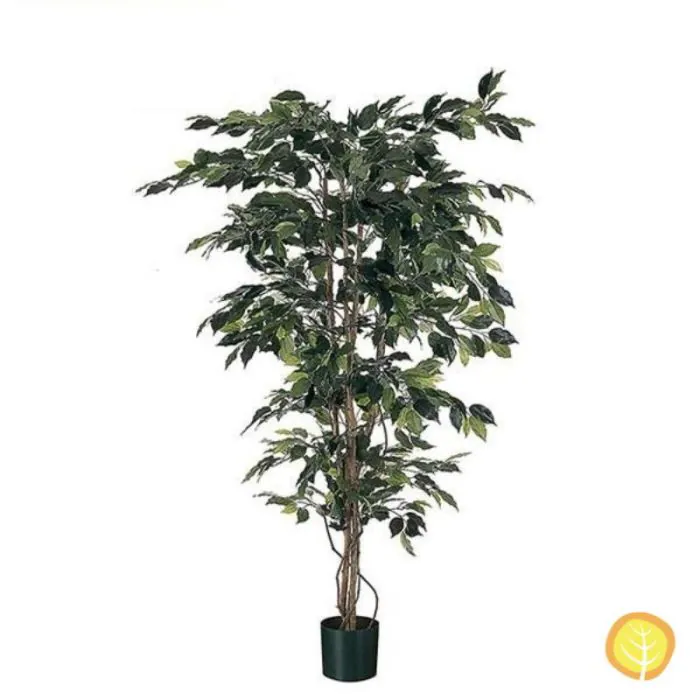 3ft (120cm) Potted Ficus Tree (UV Protected)