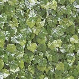100cm x 100cm Virginia Creeper Wall Cover
