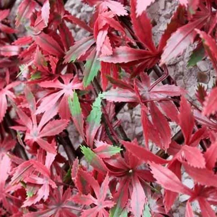 100cm x 200cm Red Acer Trellis