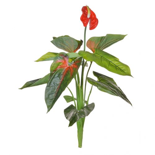 100cm (3ft) Plants Flowering Anthurium Red