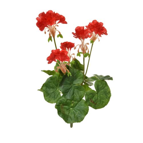 35cm (1.2ft) Flowering Geranium - Red