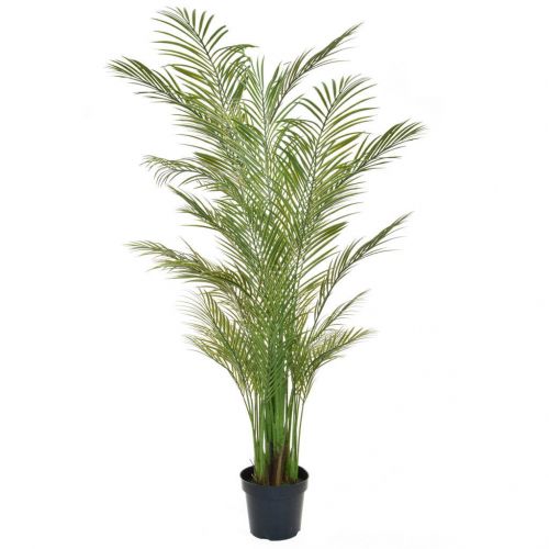 7ft (210cm) Palm Areca (Fire Resistant)