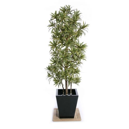 6ft (180cm) Dracaena "Song of India" Artificial Tree