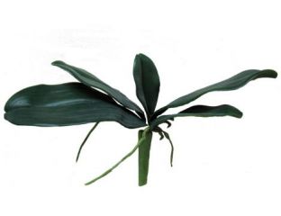 27.5cm Leaf Orchid Phalaenopsis – Green