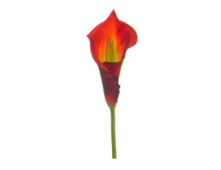 68cm (2.2ft) Large Lily Calla - Orange