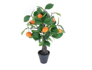 55cm Orange Tree in Pot