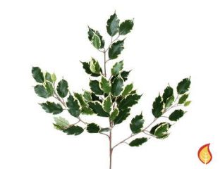 75cm Ficus Exotica Variegated 55 leaves (Fire Resistant) 
