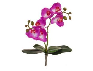 55cm (1.8ft) Orchid Phal - Purple