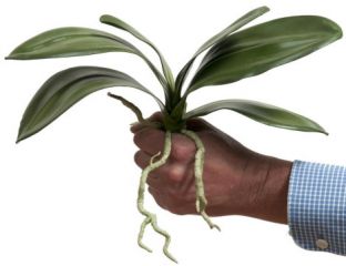 38cm Leaf Orchid Phalaenopsis – Green