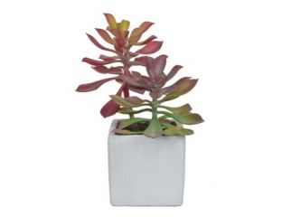 20cm Succulent Green/Red Plant in Pot