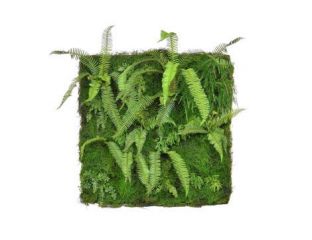 Greenwall Ferns (100cm x 100cm)